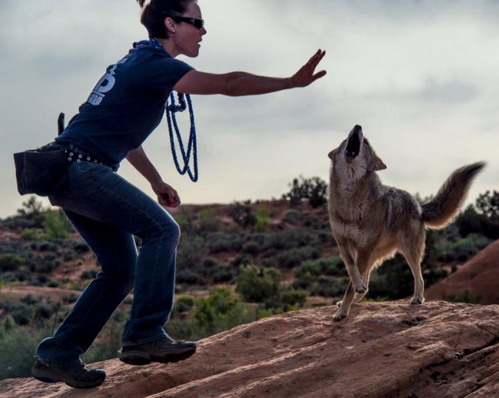 Handler raising a hand toward a wolf on a red rock outcrop